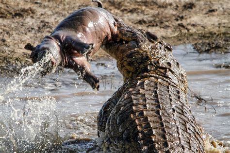 Hippo Bites Crocodile In Half