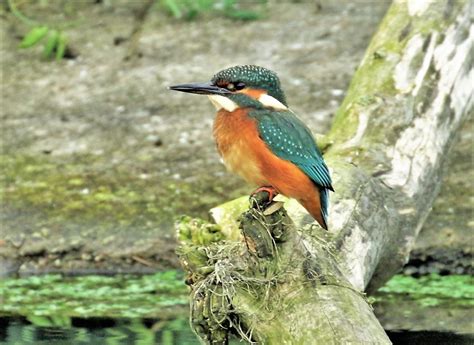 Kingfisher Martin Mere John Livesley Flickr