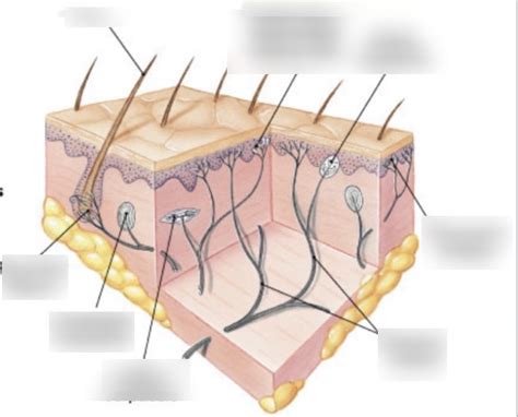 Skin Diagram Quizlet