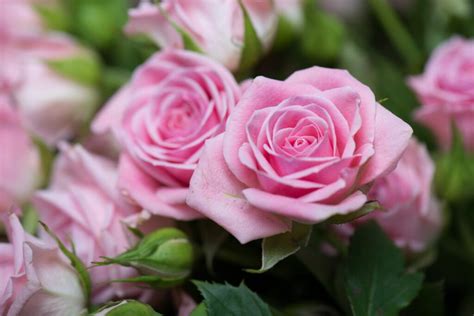 The Most Beautiful Pink Roses Plantura