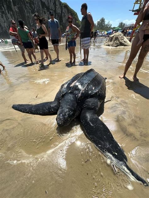 Tartaruga De Couro Encontrada Morta Em Torres