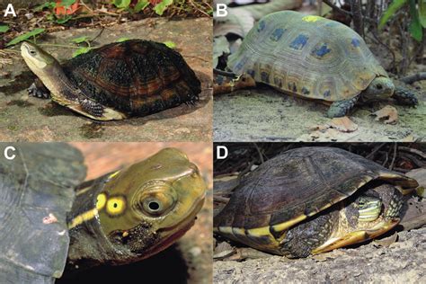 Critically Endangered Turtle Species A Cuora Zhoui Kept At IZS