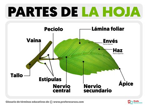 Partes De Una Hoja Y Sus Funciones Resumen Con Esquemas Porn Sex Picture