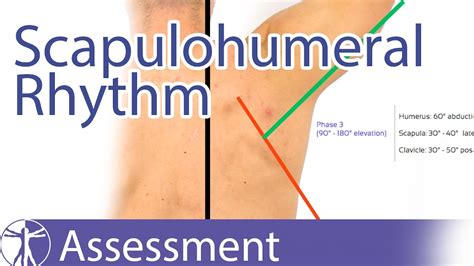 Scapulohumeral Rhythm Youtube