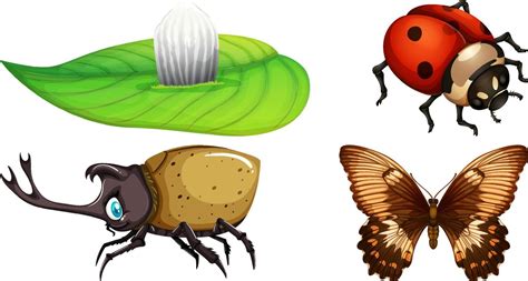 Conjunto De Diferentes Tipos De Insectos 12744475 Vector En Vecteezy