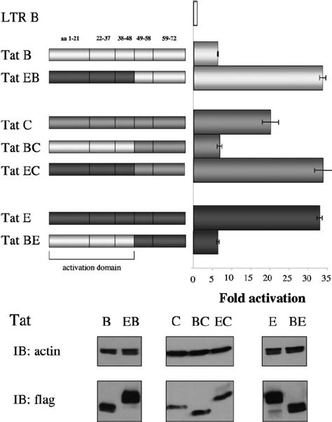 Transactivation Of Hiv Clade B Ltr By Recombinant Tat Proteins For