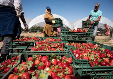 Los Agricultores Valencianos Exigen Medidas Ante La Detecci N De