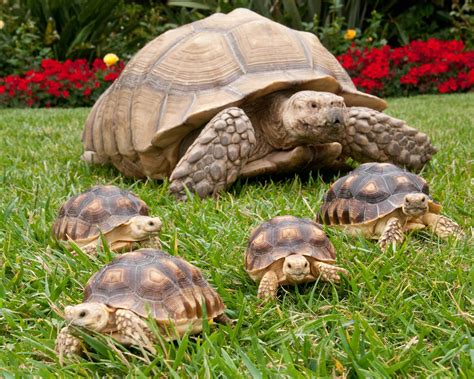 African spurred tortoises (Geochelone sulcata).[2200x1760] | Tortoises, Sulcata tortoise ...