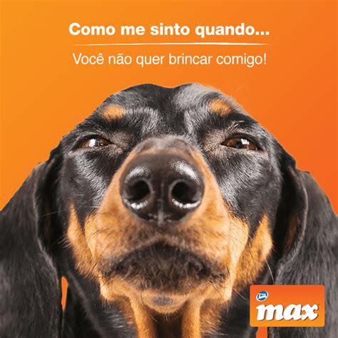 Memes De Cachorro Que V O Conquistar O Seu Cora O Max