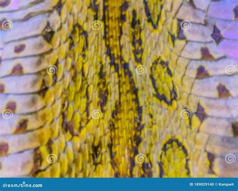 Dried Skin Of The Siamese Russell S Viper Snake Daboia Siamensis