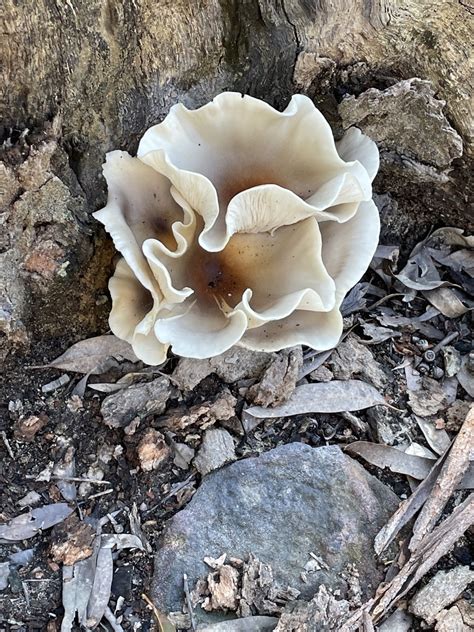 Ghost Fungus From Ku Ring Gai Chase National Park Mount Colah NSW AU