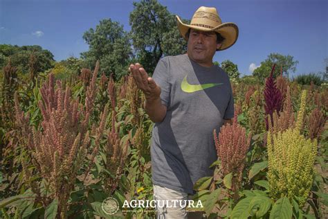 Cultivo De Amaranto Secretar A De Agricultura Y Desarrollo Rural