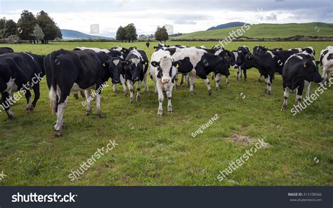 New Zealand Dairy Cows Stock Photo 413108566 Shutterstock