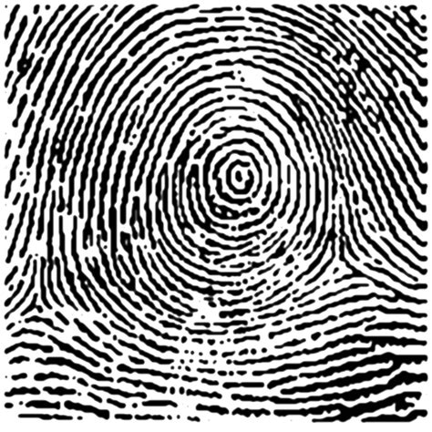 Forensics Fingerprints Flashcards Quizlet