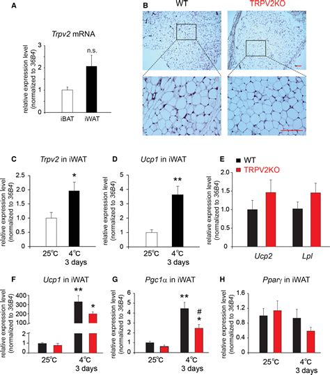 Lack Of TRPV2 Impairs Thermogenesis In Mouse Brown Adipose Tissue