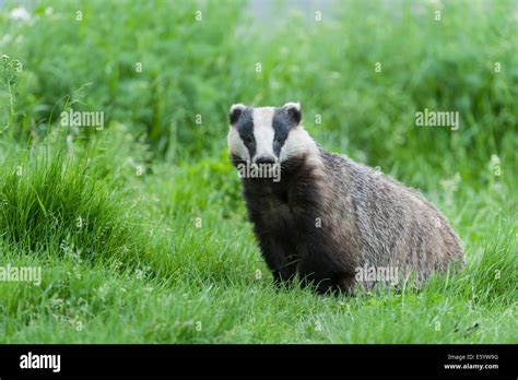 Badger Hi Res Stock Photography And Images Alamy