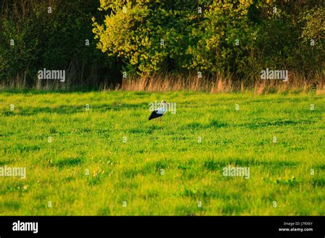 Stork Goes In The Meadow With Green Grass White Stork Looks For The