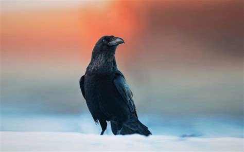 Raven Animal Wallpapers - Wallpaper Cave