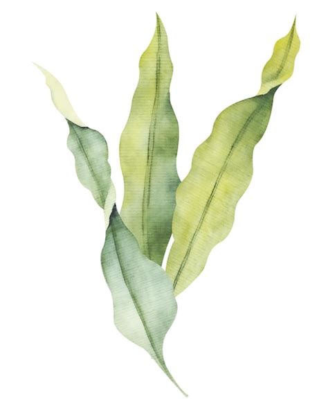 Premium Photo Watercolor Laminaria Hand Painted Underwater Kelp