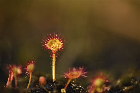 For Peat's Sake - Aberdeenshire Wildlife Explorers