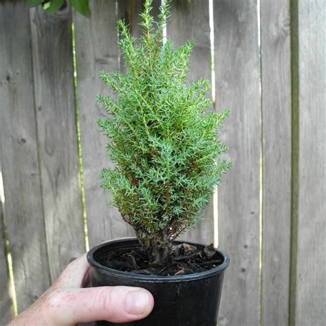 Miniature Juniper Juniperus Communis Miniature In 2020 Miniature