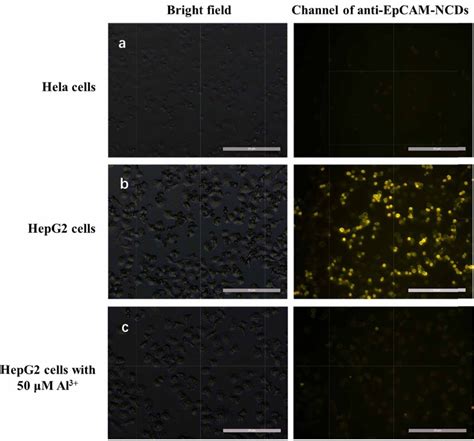 A Fluorescence Images Of HeLa Cells B Fluorescence Images Of HepG2