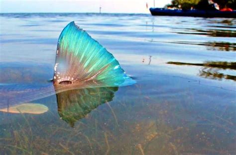 Tailing Redfish Fishing Pinterest Fish Fly Fishing And Saltwater