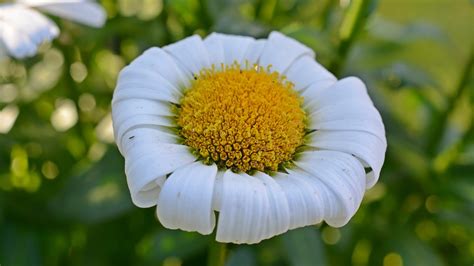 Margerite Gartenmargerite Verblüht Kostenloses Foto auf Pixabay Pixabay