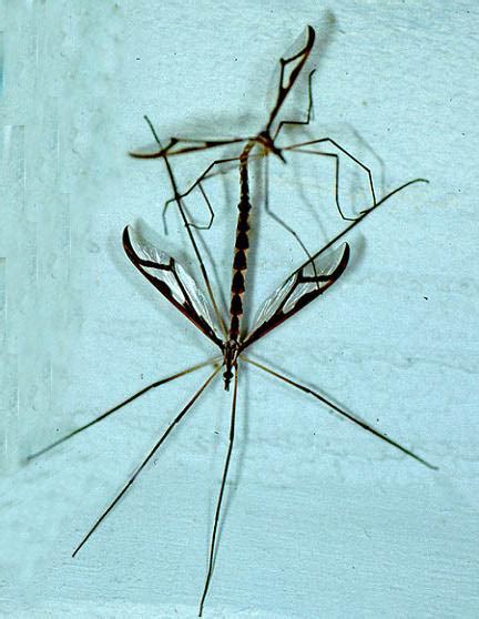 Giant Eastern Crane Fly Pedicia Bugguidenet