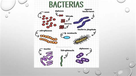 Bacteriologia Pptx Estdia Todo Los Parasitos Etc Ppt Descarga