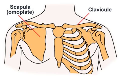 Scapula Omoplate Omoplate Anatomie Humaine Clavicule