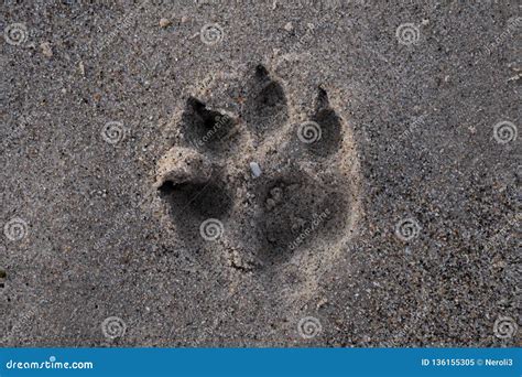 Dog paw print in the sand stock image. Image of sand - 136155305