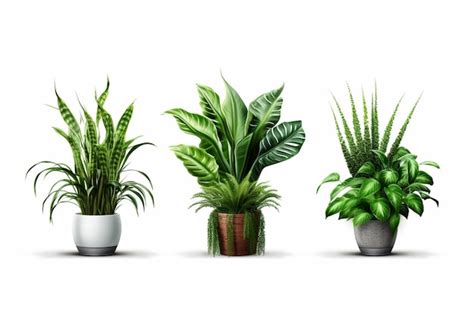 Premium Photo Three Different Types Of House Plants In Pots On A