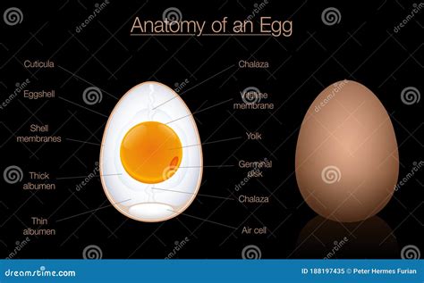 Birds Egg Anatomy Diagram Chart Structure Names Vector Illustration | CartoonDealer.com #188197448