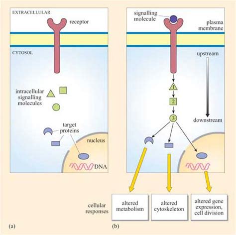 Cell Signalling 1 1 Introduction OpenLearn Open University