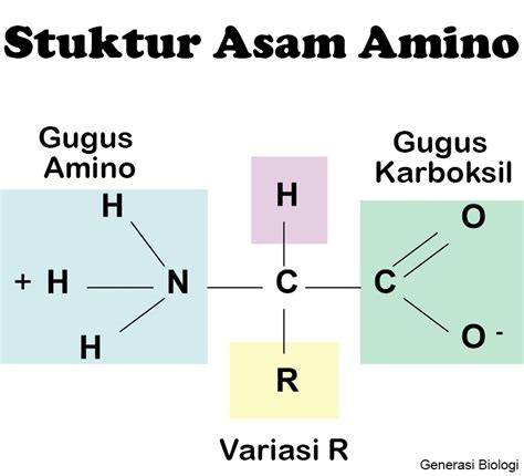 Asam Amino Memiliki Gugus Karboksil Gugus Asam Amino Semua Dalam