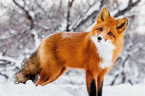 Gorgeous Foxy Beautiful Creatures, Animals Beautiful, Fuchs Baby, Funny ...