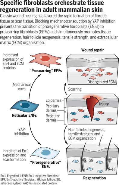 Healing Without Scarring Science