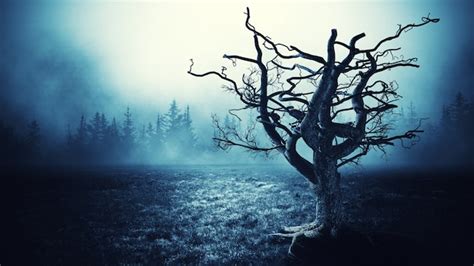 Premium Photo Spooky Tree Night Background