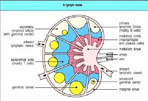 Diagram Chest Lymph Nodes Diagram Mydiagramonline