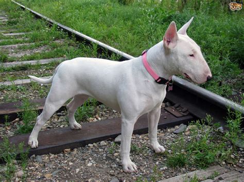 English Bull Terrier Dog Breed Facts Highlights And Buying Advice