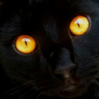 A Black Cat With Glowing Yellow Eyes Looks At The Camera While Sitting