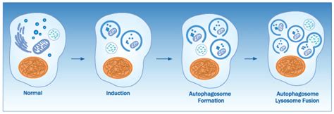 What are the major differences between Apoptosis, Necroptosis & Autophagy?