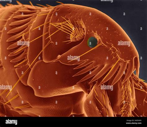 Coloured Scanning Electron Micrograph Sem Of Cat Flea Head