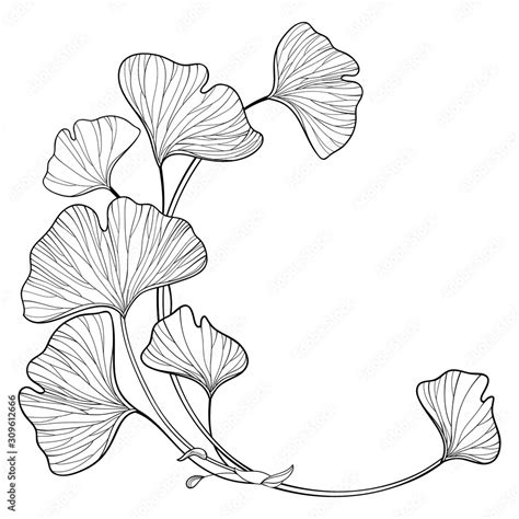 Corner Branch With Outline Gingko Or Ginkgo Biloba Ornate Leaf In Black