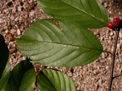Frangula Caroliniana Rhamnaceae