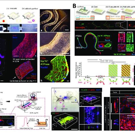 Pdf D Bioprinting Strategy For Engineering Vascularized Tissue Models