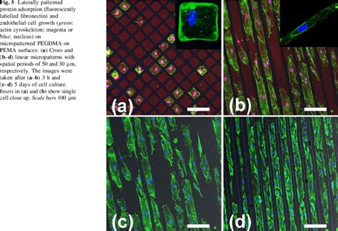 Laterally Patterned Protein Adsorption Fluorescently Labelled