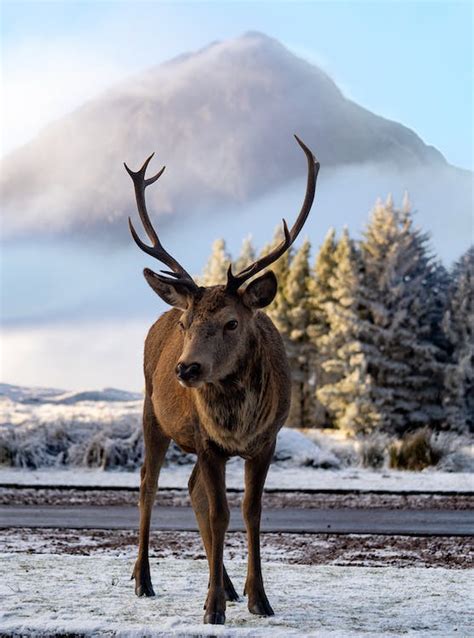 Reindeer in Nature · Free Stock Photo