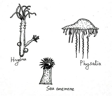 Examples Of Cnidaria Biology Learner